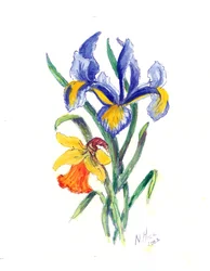 Blauwe Iris en Narcis, 2002